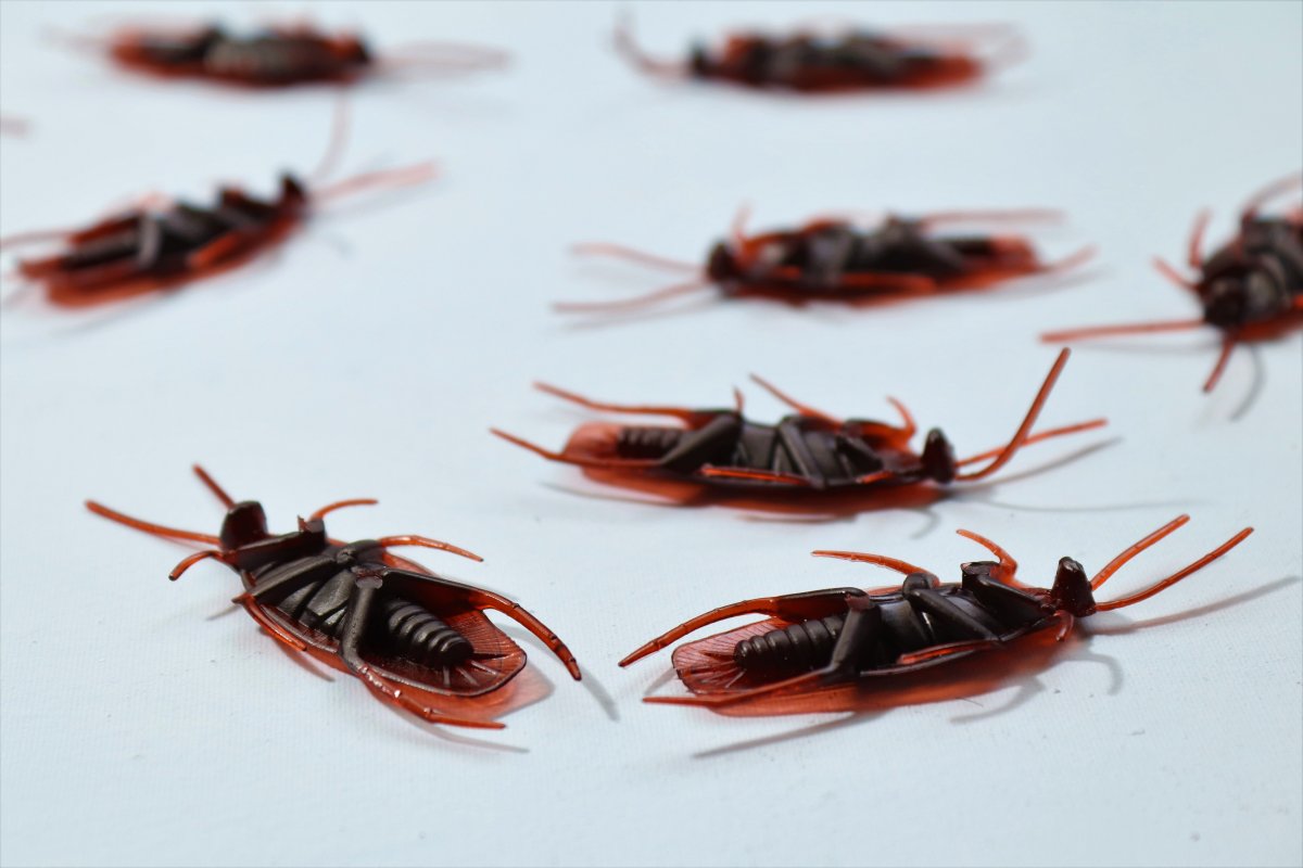 Cockroach Treatment North Edmonton