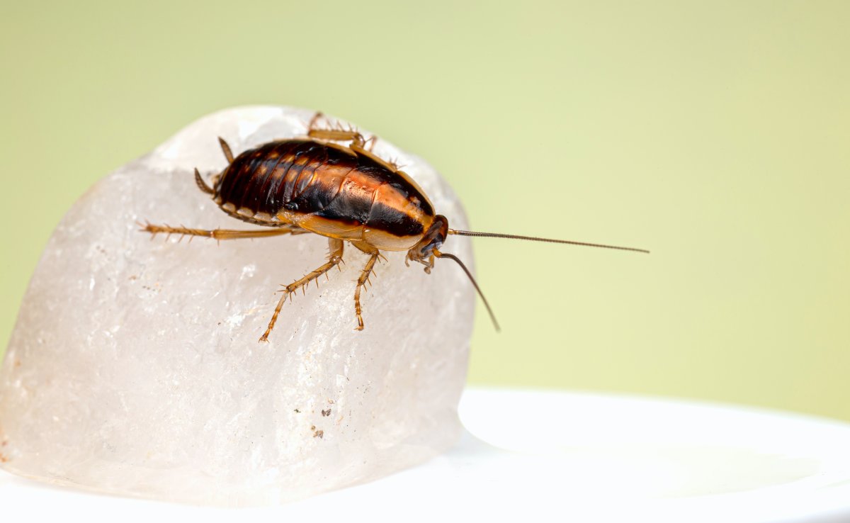 Cockroach Treatment North Edmonton
