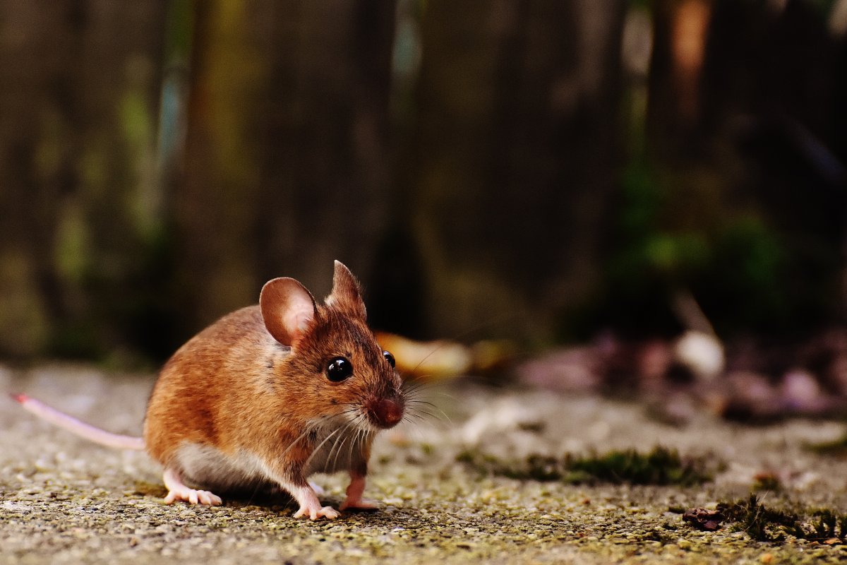 Mice Infestation Edmonton North