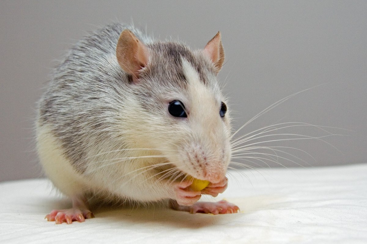 Mice Control Edmonton North