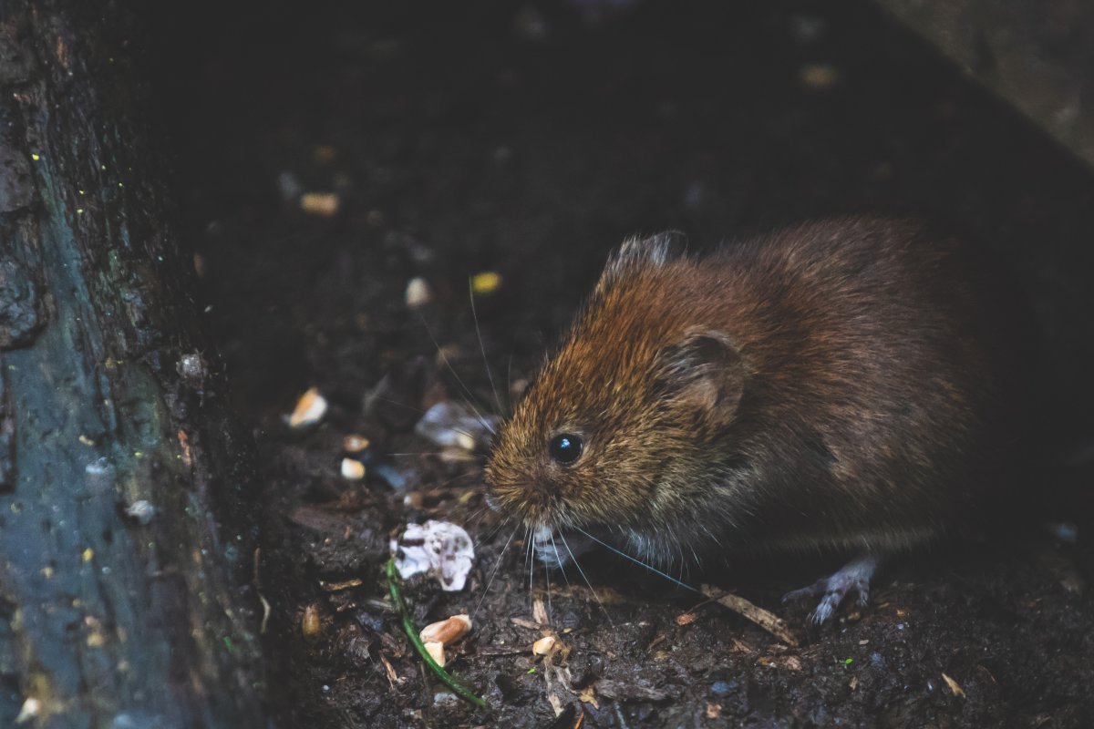 Mice Extermination Edmonton North